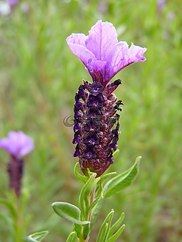 薰衣草,熏衣草,花