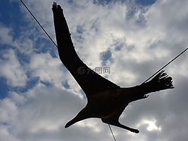 鳥,海鷗,飛