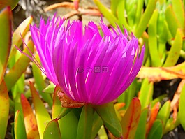 冰廠,開花,紅色