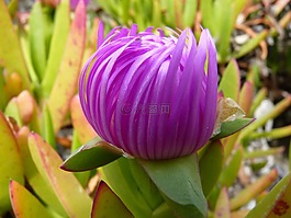 冰廠,開花,紅色