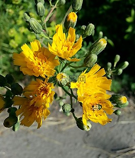 鮮花,昆蟲(chóng),花瓣