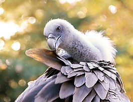 兀鷲,動物園,鳥