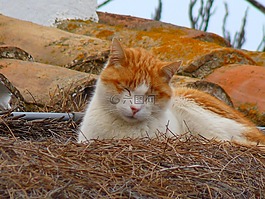猫,红猫,睡眠