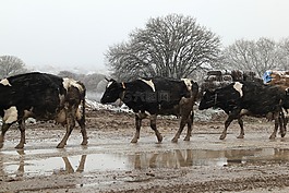 冷,雪,濕