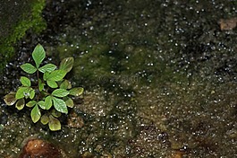 植物,苔,植物苔蘚