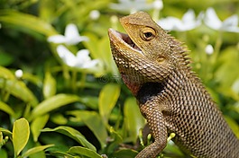 動物,蜥蜴,爬行動物