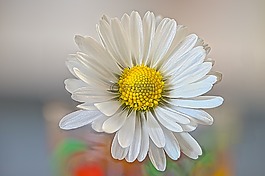 黛西,花,春天