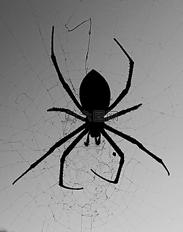 蜘蛛,web,側(cè)影