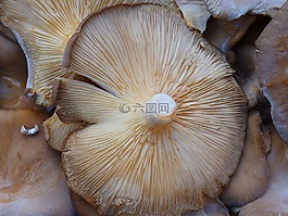 蘑菇,布朗,廚房
