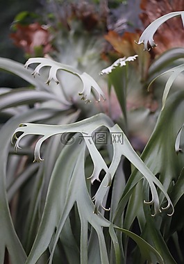 植物區(qū)系,熱帶,印度尼西亞