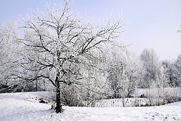 冬天,雪,寒冬