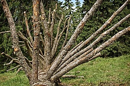 分支機(jī)構(gòu),審美,老樹