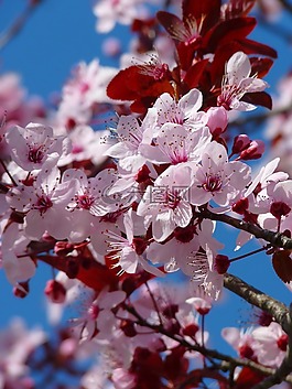 杏仁花,櫻花,日本櫻花樹