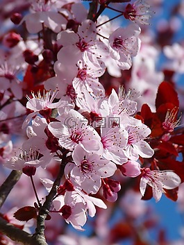 杏仁花,櫻花,日本櫻花樹