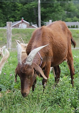 山羊,農(nóng)場(chǎng),自然