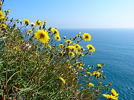 鮮花,黃色,海