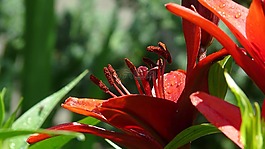 紅色的百合花,鮮花,花園