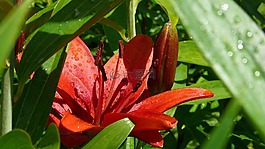 紅色的百合花,鮮花,花園