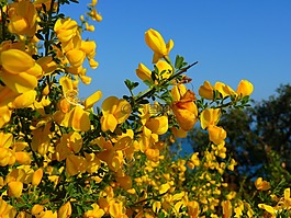 掃帚,黃色,開花
