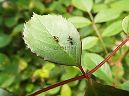 在一起,昆蟲,螞蟻