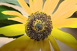 太陽(yáng)花,種子,黃色