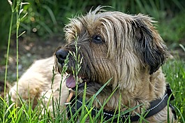 西藏小獵犬,狗,躺在