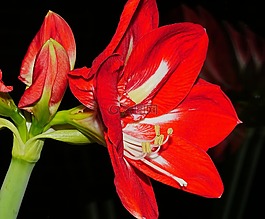 阿馬麗利斯,開花,花
