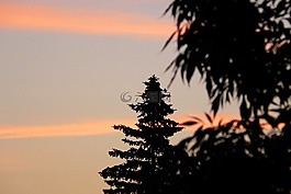 日出,黎明,天空