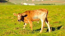 牛,小牛,農(nóng)場