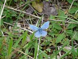 蝴蝶,常見藍(lán),restharrow的藍(lán)