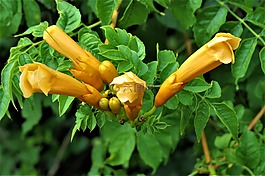 鮮花,野生,黃色