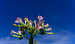 煙草,廠,開花