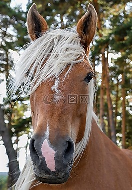 購物車的馬,肖像,頭