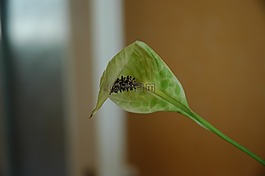 葉,植物,性質(zhì)