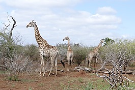 野生動物,長頸鹿,動物