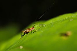 甲蟲，昆蟲,板球,葉
