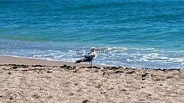 美国,黑,海鸥