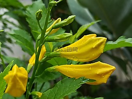 通-烏,黃,花