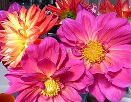 大麗花,花,粉紅色的花