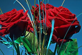 玫瑰,花,開花