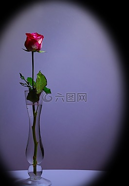 玫瑰,紅色,花