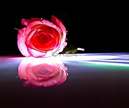 玫瑰,紅色,鏡像