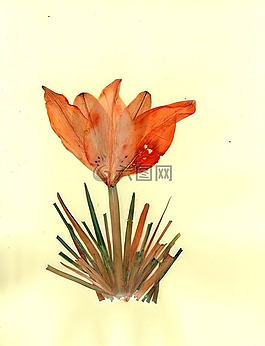 鮮花,花,干