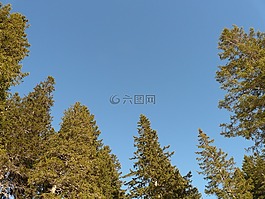 冷杉林,杉木,樹(shù)