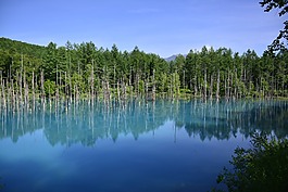 日本,水,樹(shù)