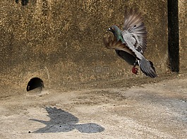 鴿子,鳥,野生生活