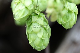 躍點(diǎn),啤酒花,登山者