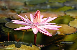 睡蓮,花,水生植物