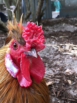 母雞,雞,chooks