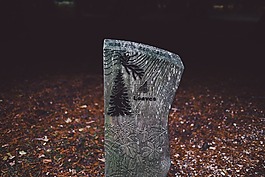 森林,自然,公園